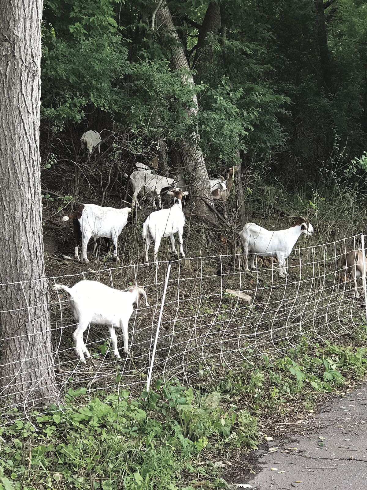 EP13NWgoatsEatWeeds1.jpg